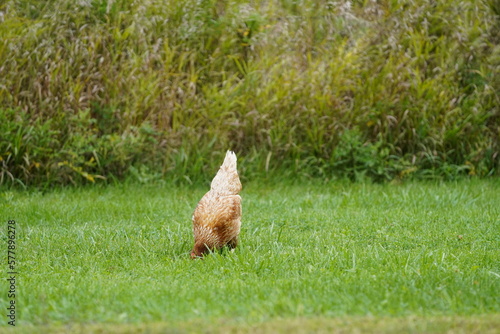 Orpington a Golden Brown feathered British breed of chickens pecking for worms on the roadside in Wisconsin.