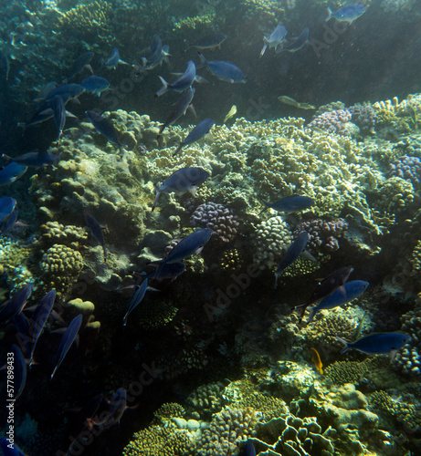 View of coral reef Sharm El Sheik