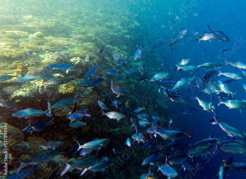 View of coral reef Sharm El Sheik