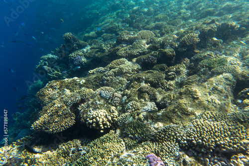 View of coral reef Sharm El Sheik