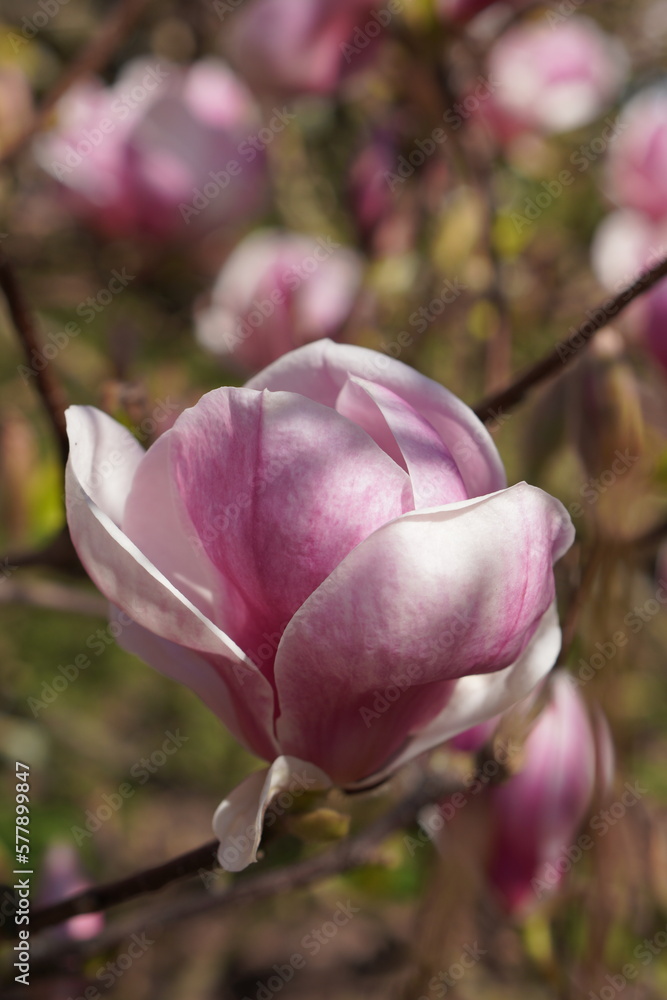 Fototapeta premium Bright pink close-up magnolia flower on blossom tree, spring bouquet background