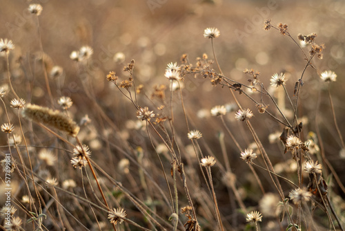 brown weed flower