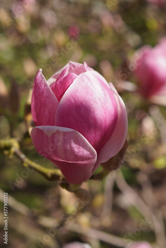 Bright pink close-up magnolia flower on blossom tree, spring bouquet background