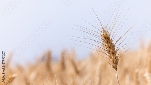 Barley field with blue sky background  Harvest of wheat Texture of wheat  Gold wheat field and blue sky  Barley field plantation.