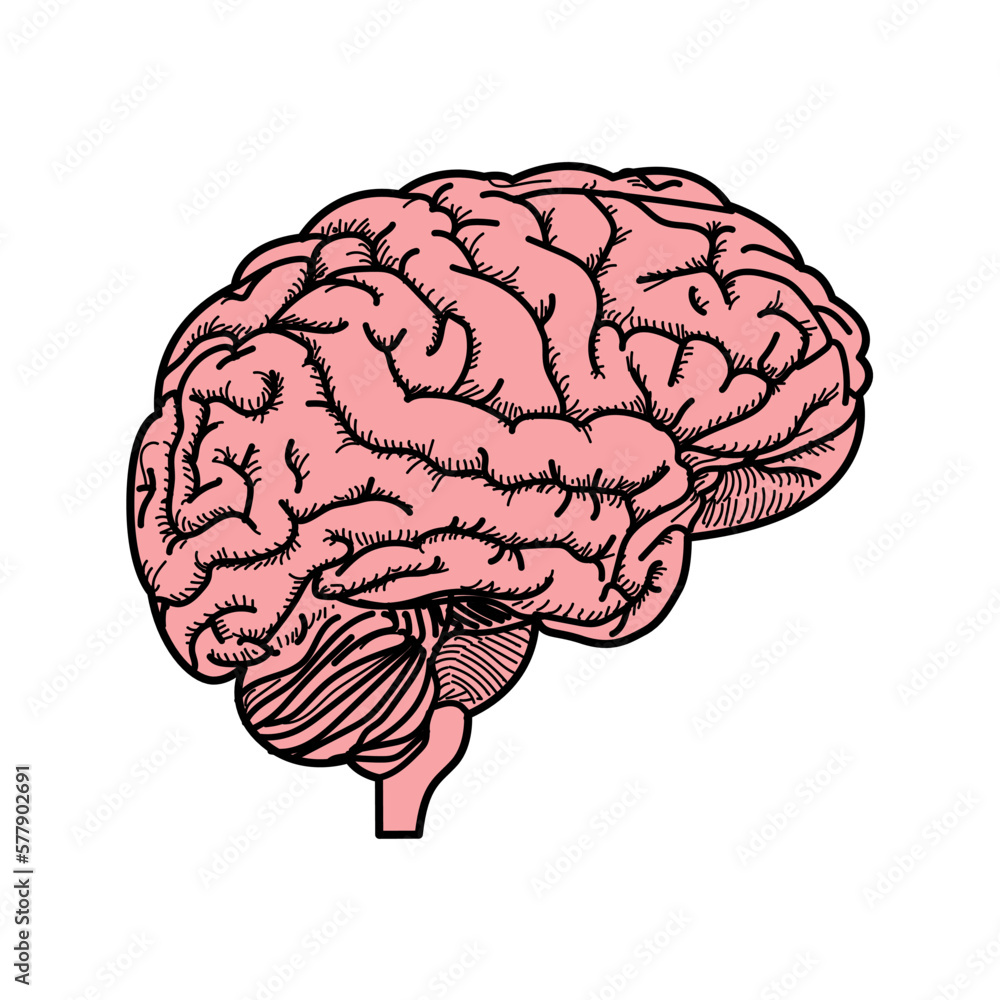 human brain medical vector illustration icon isolated on white background human brain medical vector illustration icon isolated on white background