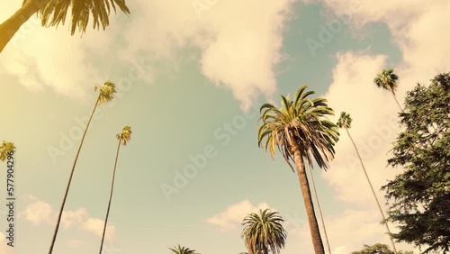 Beverly Hills street with palm trees. View up or bottom view coconut palm trees forest in sunshine. Camera looks up as it moves past rows a palm trees. Los Angeles, California. 