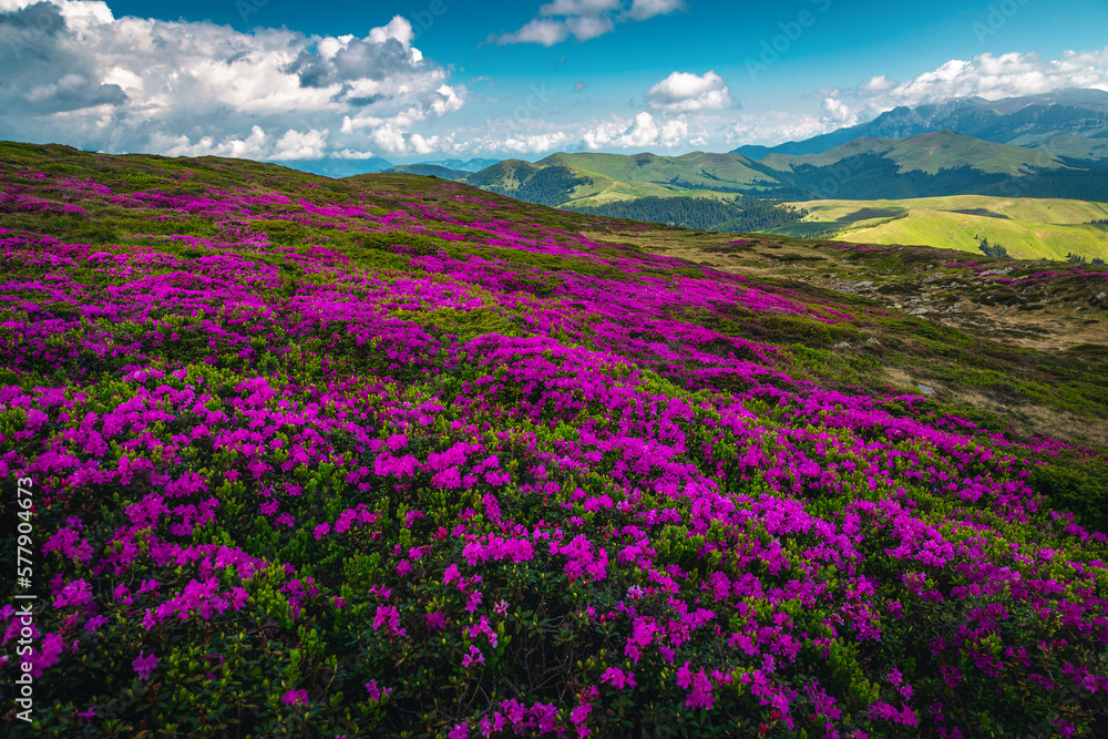 Admirable flowering alpine pink rhododendron fields on the hills, Romania