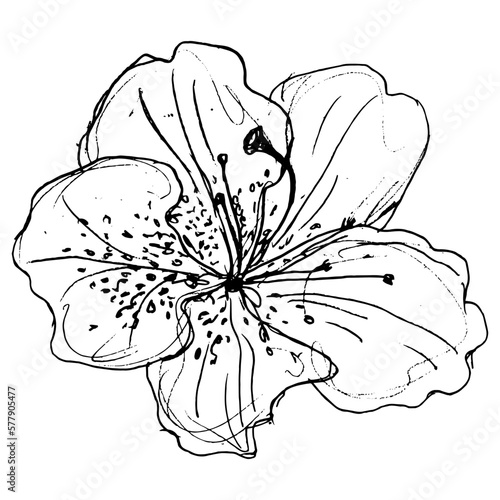 Single flower of azalea or rhododendron. Floral blossom. Hand drawn linear doodle rough sketch. Black silhouette on white background.