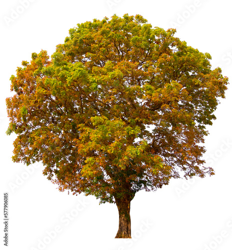 PNG autumn tree transparent background cut out original background