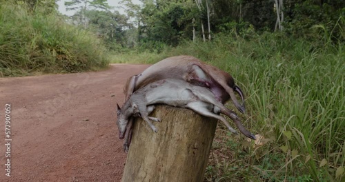 Conservation.Climate change.Bushmeat for sale on roadside of logging road in Central Africa photo
