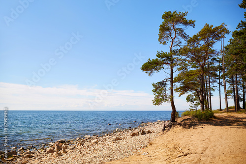 Pine trees on the beach on a sunny summer day. Beautiful landscape.