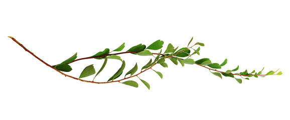 Twigs with small green leaves isolated on white or transparent background