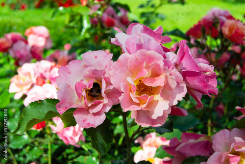 Rose Jazz, delicate beautiful pink flower. Exciting play of colors blooming in coppery orange through peachy yellow to light pink. Small shrub rose. Bumblebee. Bee drinking nectar.