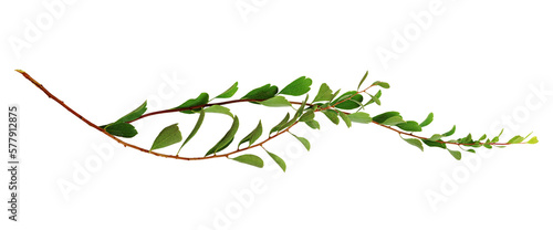 Twigs with small green leav...