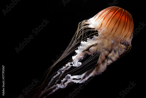 A photo of Chrysaora quinquecirrha jellyfish or jelly fish taken in aquarium. the jelly fish is also known as Atlantic sea nettle or east coast sea nettle