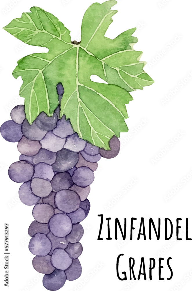 Fototapeta premium Watercolor illustration of purple zinfandel grapes. Fresh raw fruit. Grapes lover illustration