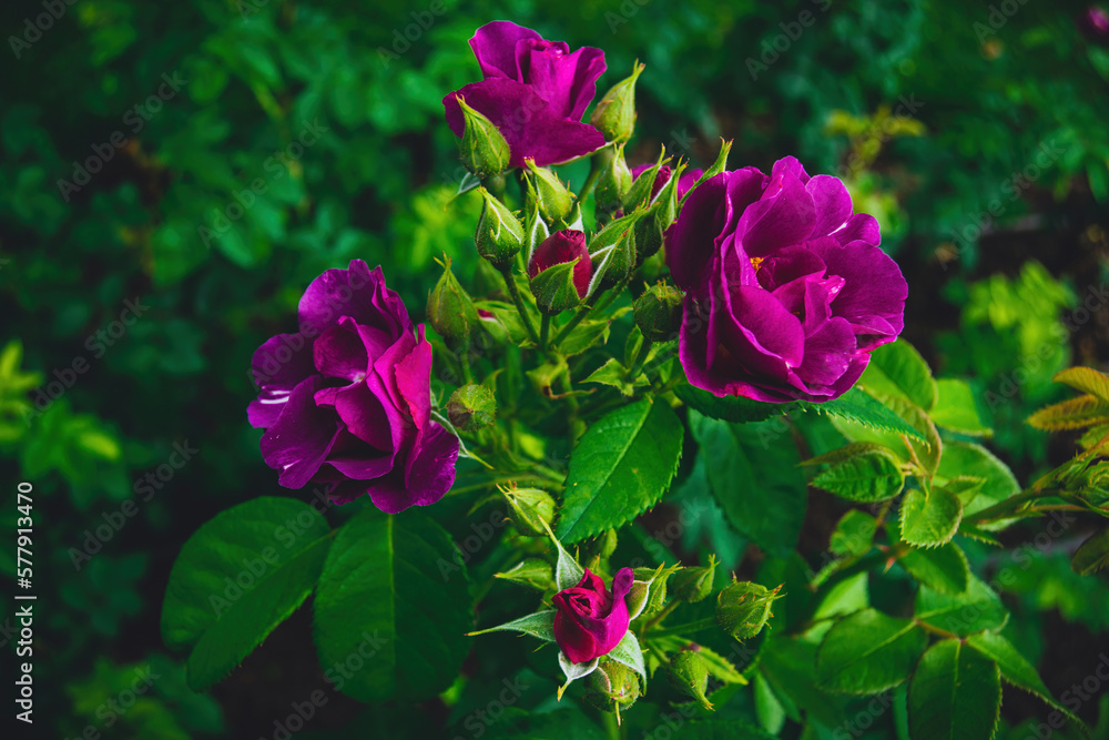 Rosa Rhapsody in blue, deep royal violet and purple flowers. Hybrid tea rose. A bushy shrub rose with light lime green leaves. Rose of the year. Delicate beauty. Flowering throughout the summer.