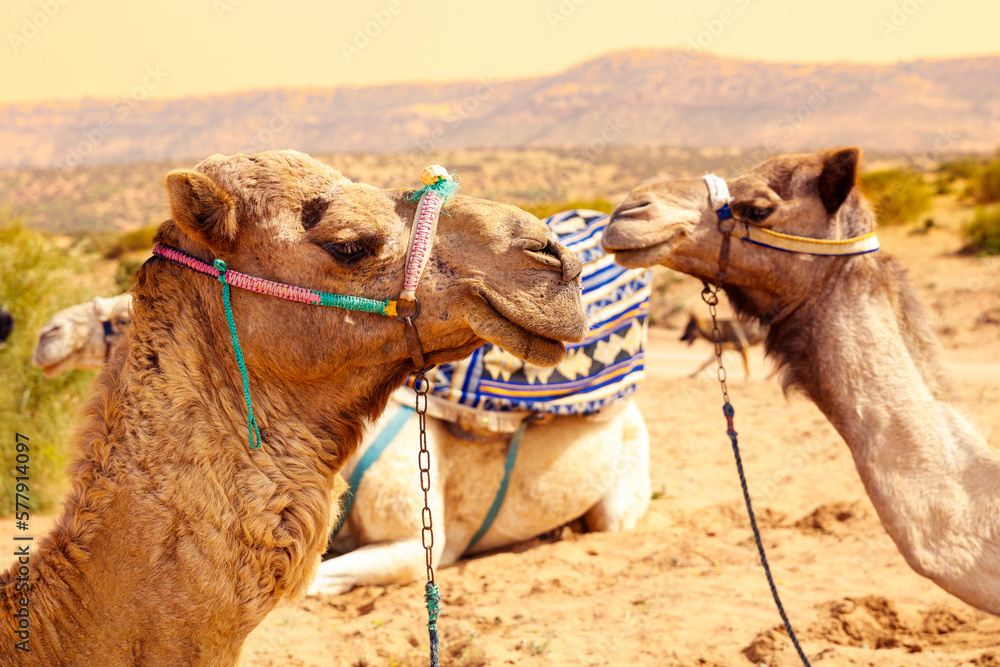 portrait of camel in Morocco - obrazy, fototapety, plakaty 