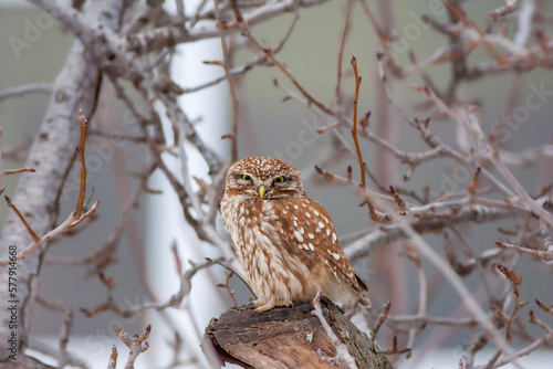 owl in its natural environment, Little Owl, Athene noctua 