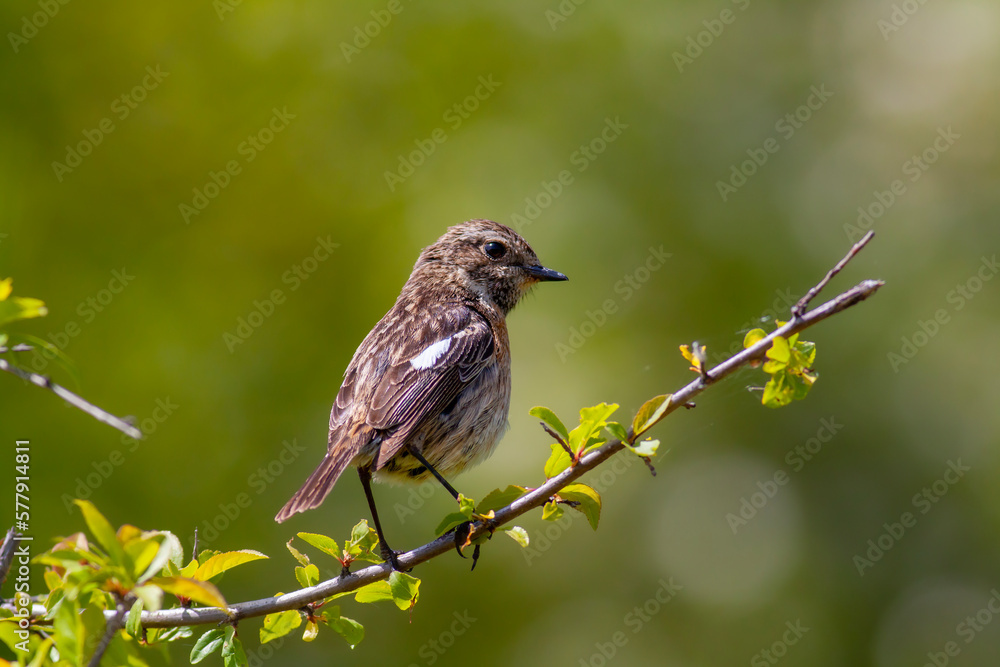 bird looking around in woodland, European Stonechat, Saxicola rubicola bird looking around in woodland, European Stonechat, Saxicola rubicola
