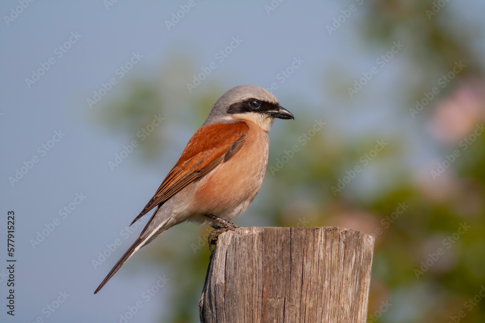bird looking around in woodland, Red-backed Shrike, Lanius collurio bird looking around in woodland, Red-backed Shrike, Lanius collurio