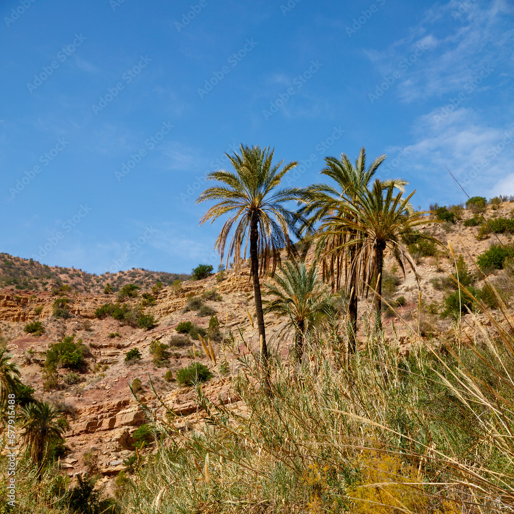 travel,  adventure,  tourism- Agadir in Morocco