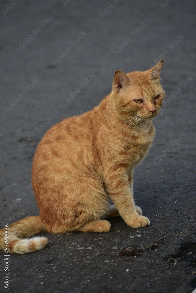 Wild cats with funny behavior Wild cats with funny behavior