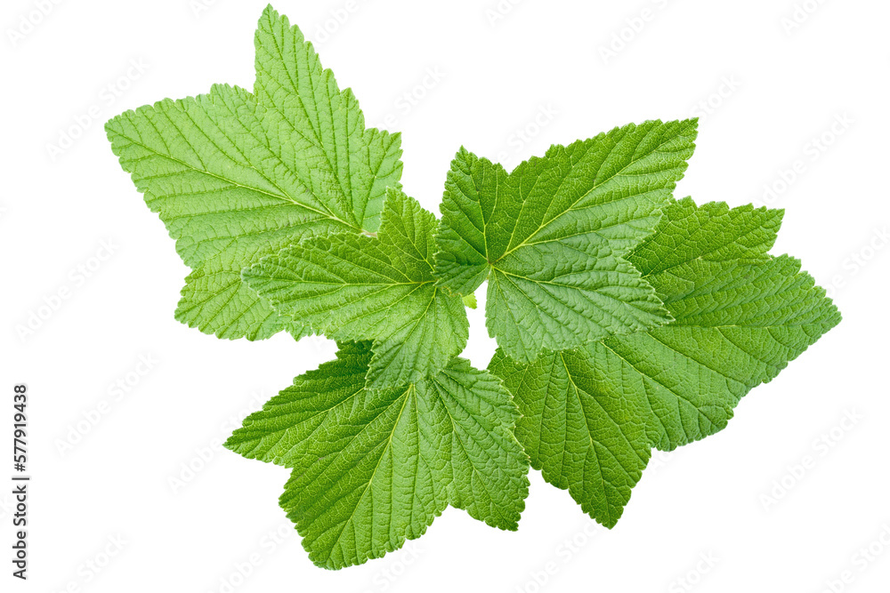 Green leaves of red currant. Isolated on white background.