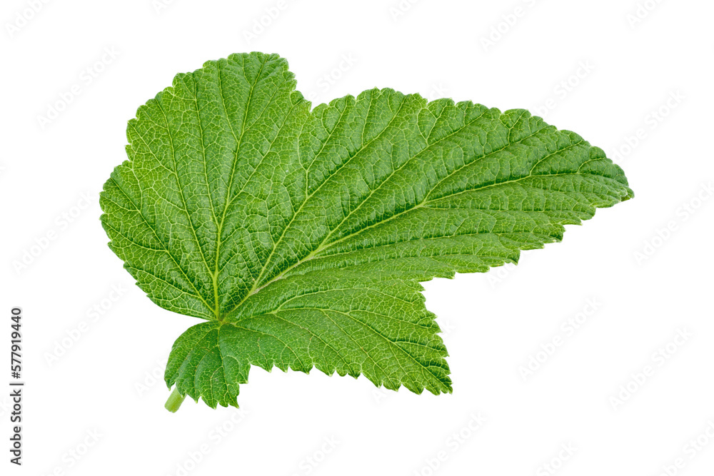 Fresh currant leaf. Isolated on white background. Fresh currant leaf. Isolated on white background.