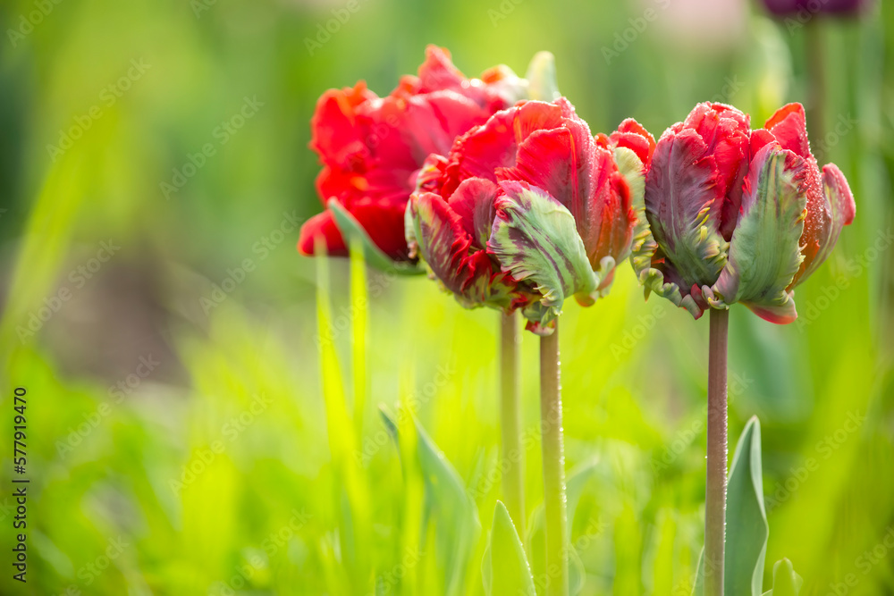Red tulips on a spring meadow against a background of green grass. Red tulips on a spring meadow against a background of green grass.