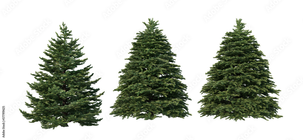 A variety of coniferous trees on a transparent background.