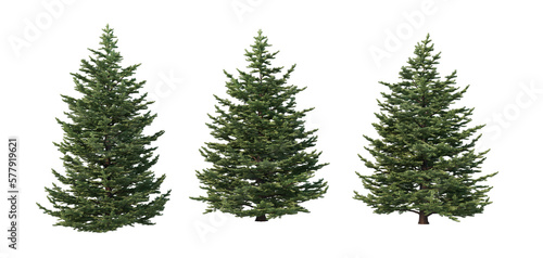 A variety of coniferous trees on a transparent background. © jomphon