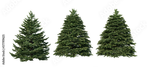 A variety of coniferous trees on a transparent background.