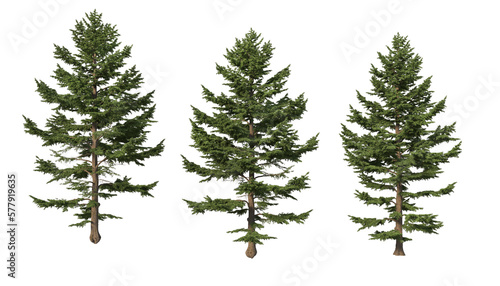 A variety of coniferous trees on a transparent background. © jomphon