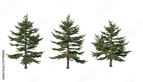 A variety of coniferous trees on a transparent background.