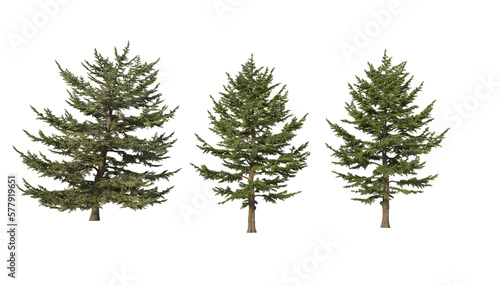 Billede på lærred A variety of coniferous trees on a transparent background.