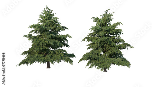 A variety of coniferous trees on a transparent background.