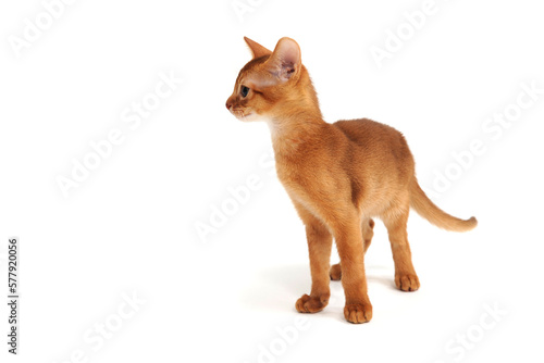 Abyssinian red kitten on a white isolated background