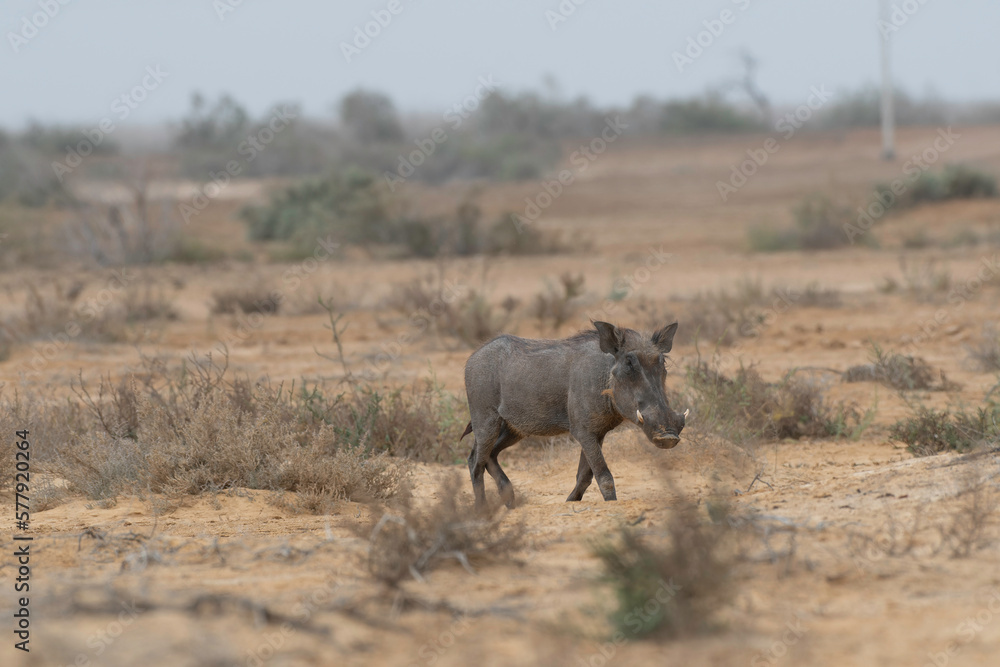 Warthog in Djoudj National Park of Birds Warthog in Djoudj National Park of Birds