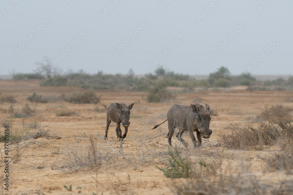 Warthog in Djoudj National Park of Birds - obrazy, fototapety, plakaty 