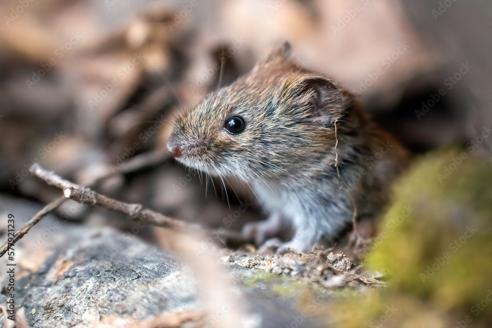 close up of a forest mouse looking out of hiding and looking up with interest in a spring forest with a blurry background close up of a forest mouse looking out of hiding and looking up with interest in a spring forest with a blurry background