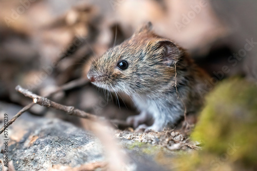 close up of a forest mouse looking out of hiding and looking up with interest in a spring forest with a blurry background