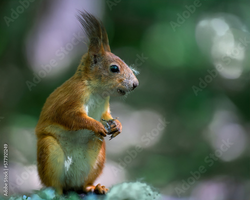 a squirrel with dandelion down on its nose and paws sits on its hind legs on a tree stump with a bright green background with bokeh in a sunny summer forest