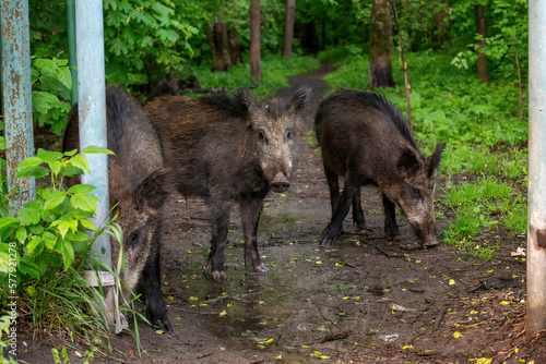 three young wild boars stand in the forest at the fence in the summer after a rain on the border of the national park and the city