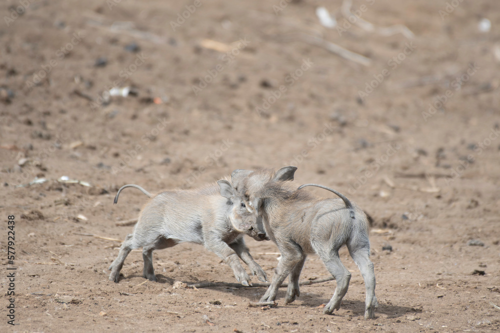 Fototapeta premium Warthoglets in Djoudj National Park of Birds