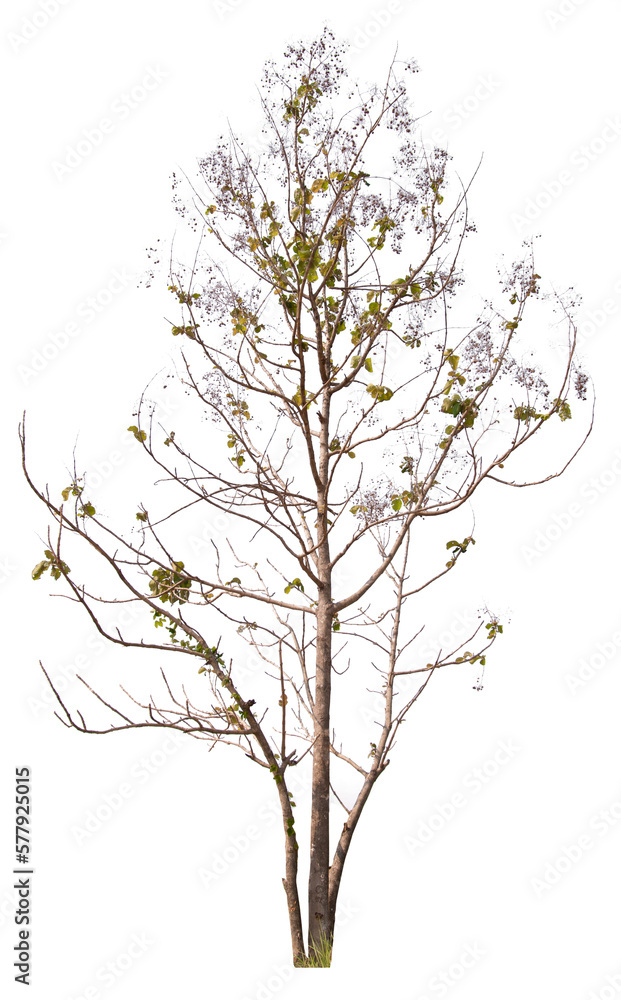 PNG tree with removed original background for easy to drag and drop in new project PNG tree with removed original background for easy to drag and drop in new project