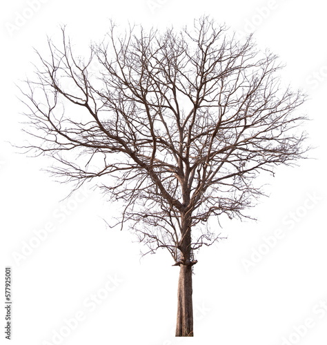 PNG death tree with removed original background for easy to drag and drop in new project  © Piyapa