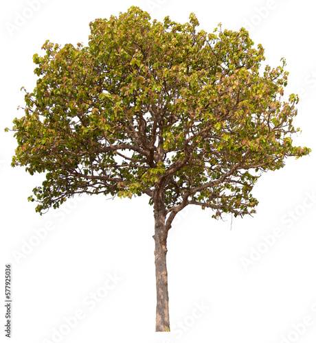 PNG tree with removed original background for easy to drag and drop in new project	