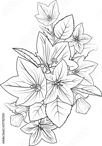 bellflower vector illustration of a beautiful flower bouquet, hand-drawn coloring pages, and a book of artistic, blossom flower balloons, engraved ink art, and bellflower tattoo design. 