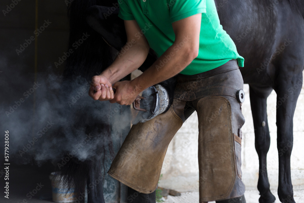 Unrecognisable farrier place hot horseshoe on horse's hoof Unrecognisable farrier place hot horseshoe on horse's hoof